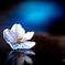 SAKURA one