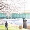 少女、桜、高架