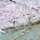 桜の階段