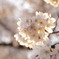 桜③