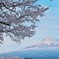 桜富士