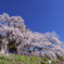 朝日に映えて