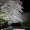 ポルシェと夜桜