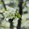 桜便り～xliv