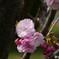 桜便り～xlv