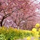 三浦海岸　河津桜