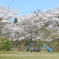 公園の桜