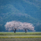 二本桜