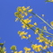 菜の花