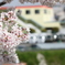 桜満開
