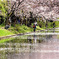 桜の嵐