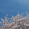 花吹雪１