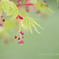 もみじの花☆.。.:*・