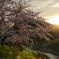 夕日に染まる桜