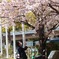 花見