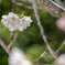 吉野桜