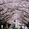 桜便り～xlvii