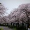 桜便り～xlviii