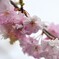 桜便り～xlix