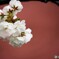 桜便り～l