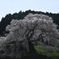 大宇陀又兵衛桜