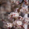 桜はまだかいな