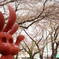 桜・赤い手