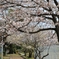 桜トンネル