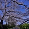 桜道
