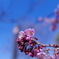 寒桜