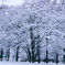 近所の公園の雪桜