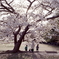 桜の下で…母と子