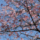 桜に目白