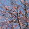 桜に目白