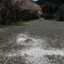 桜の罠(´・ω・｀)
