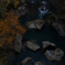 秋の手取川峡谷