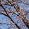 桜に目白