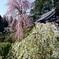 枝垂れ桜～大野寺①