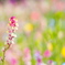 Spring Flower Garden