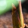 ユリの芽吹き