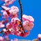 晴天の八重桜