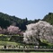 本郷の瀧桜