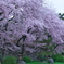 花見散歩 名古屋城 ⑤