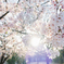 帰り道の桜