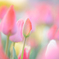 _tulip:candy