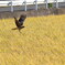探し求めて