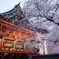 神田明神　桜