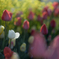 _tulip:peel
