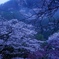 雨霧桜
