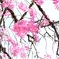 枝垂れ桜～大野寺②